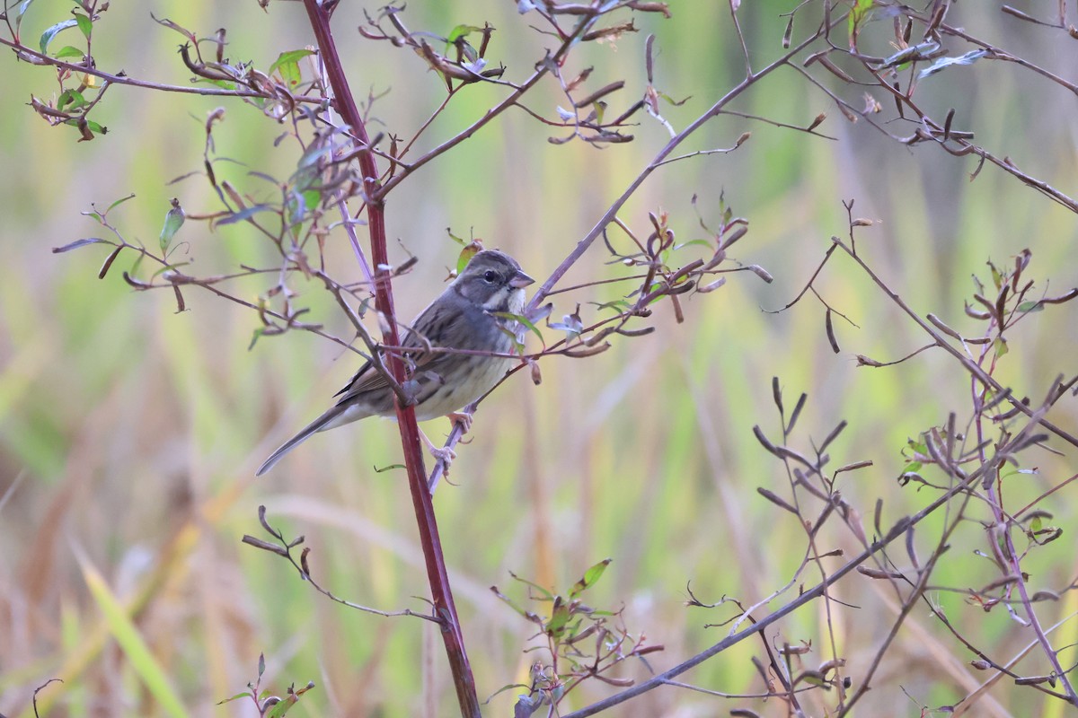 Black-faced Bunting - ML647288938
