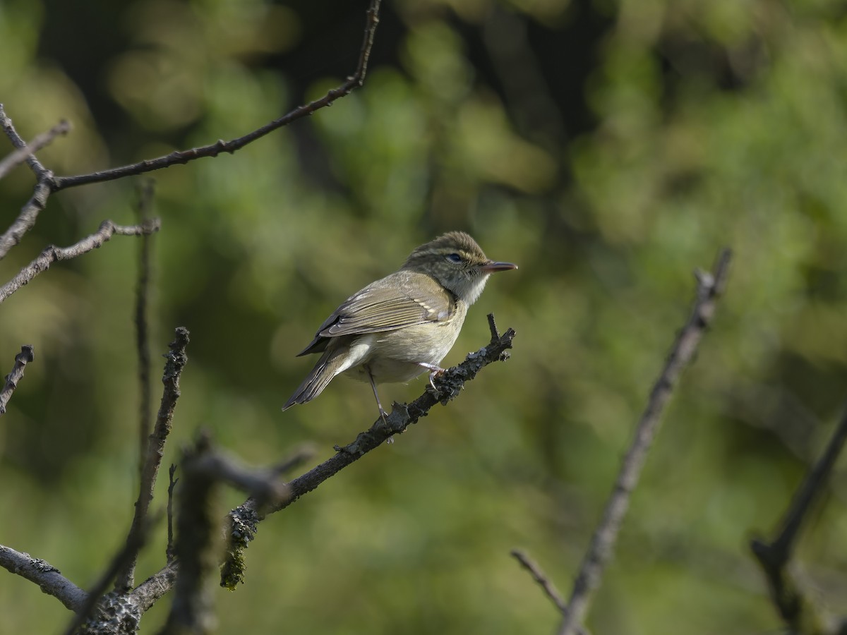 ハシブトムシクイ - ML647288951