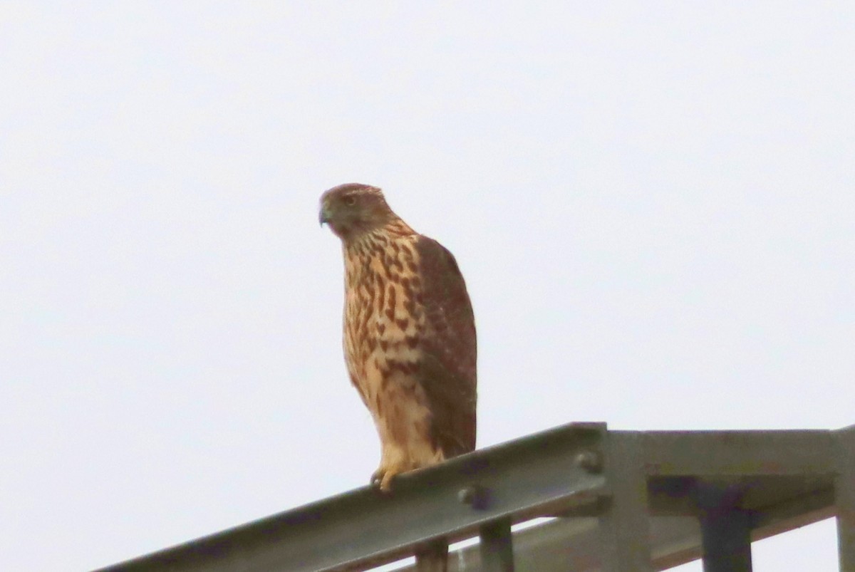 Eurasian Goshawk - ML647288969
