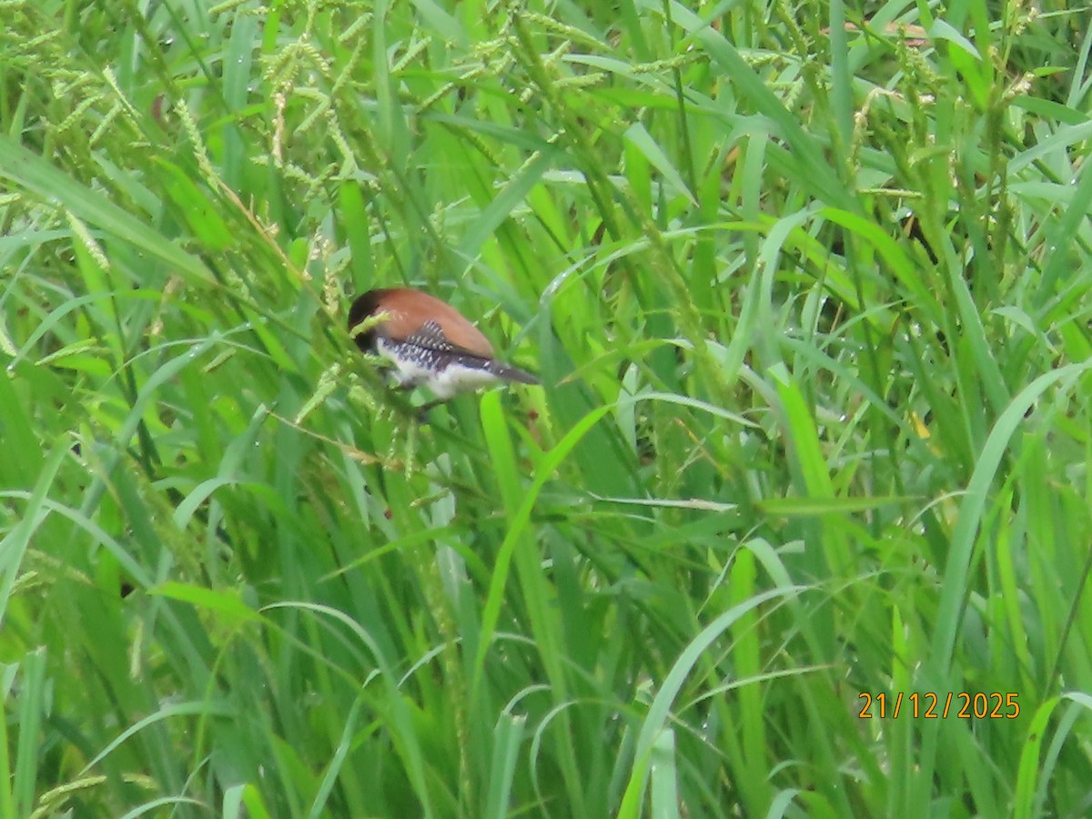 Чёрно-белая муния (nigriceps/woltersi) - ML647288970