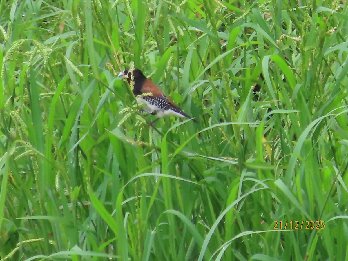 Чёрно-белая муния (nigriceps/woltersi) - ML647288971