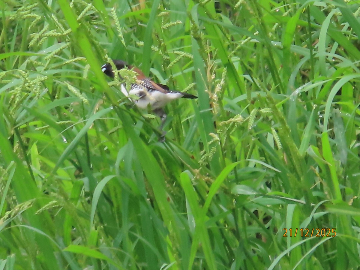 Чёрно-белая муния (nigriceps/woltersi) - ML647288972