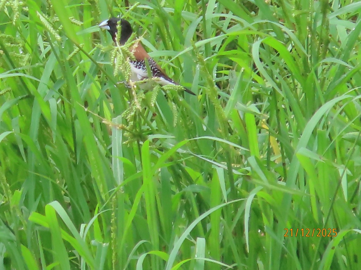 Чёрно-белая муния (nigriceps/woltersi) - ML647288973