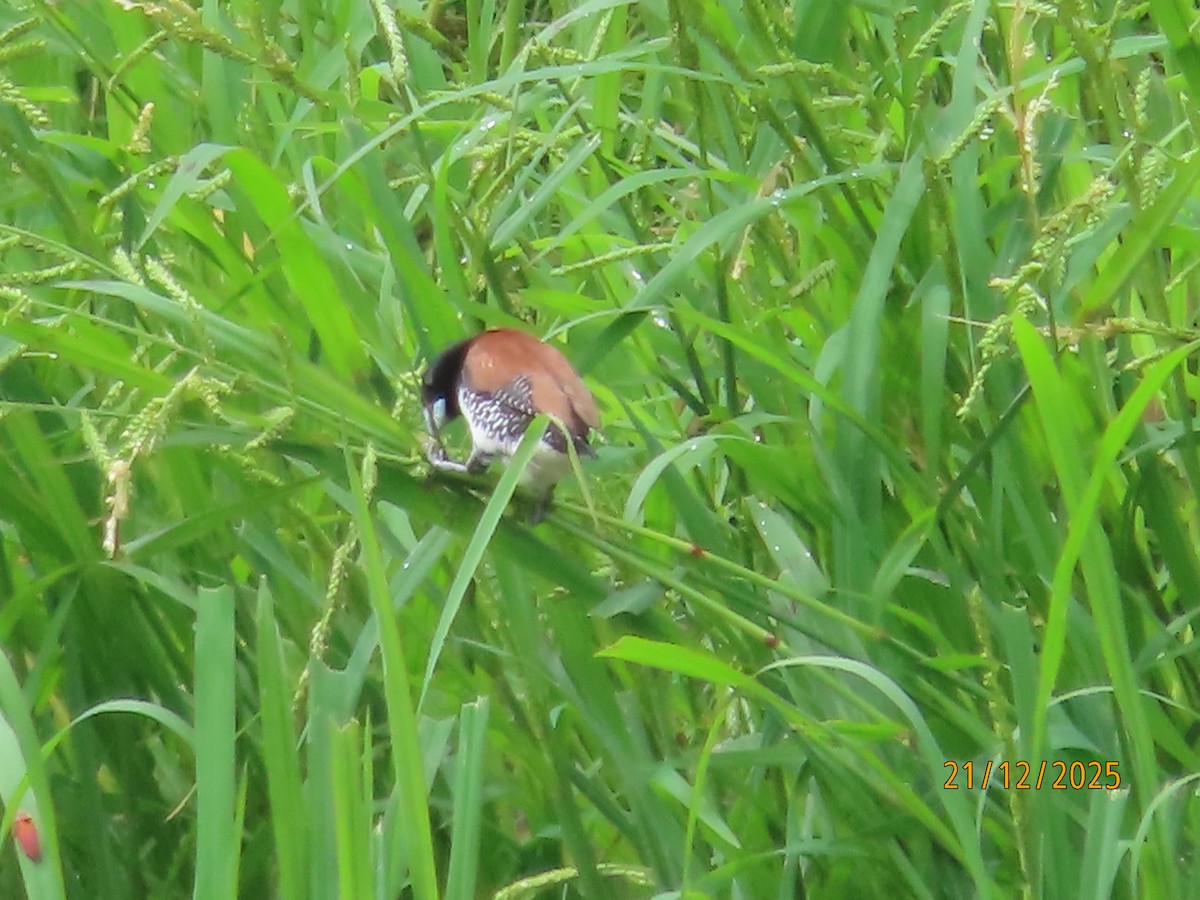 Чёрно-белая муния (nigriceps/woltersi) - ML647288974