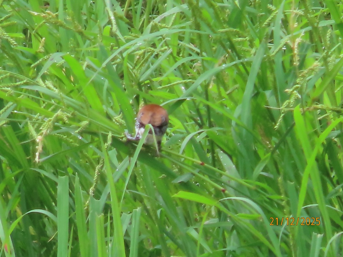 Чёрно-белая муния (nigriceps/woltersi) - ML647288975