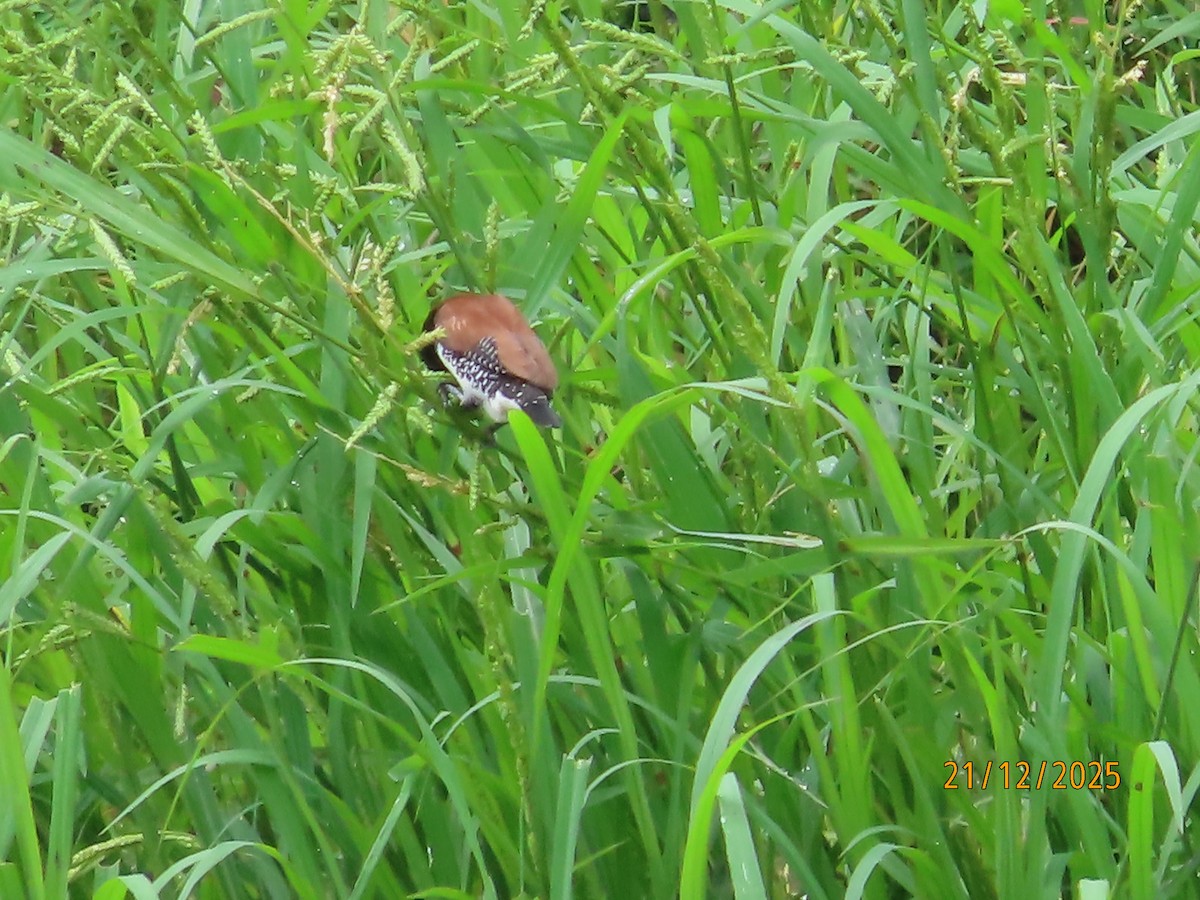 Чёрно-белая муния (nigriceps/woltersi) - ML647288976