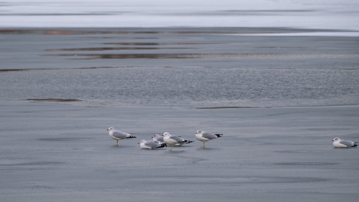 Ring-billed Gull - ML647288994
