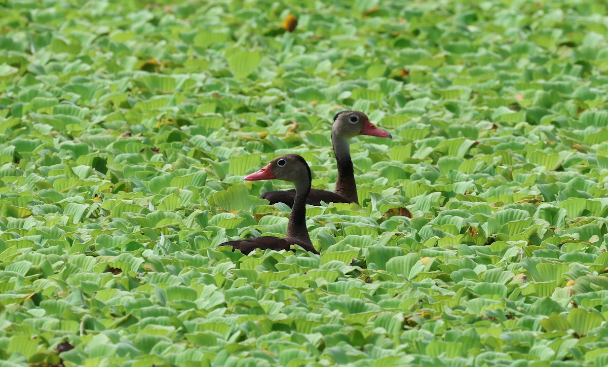 Black-bellied Whistling-Duck - ML647288995