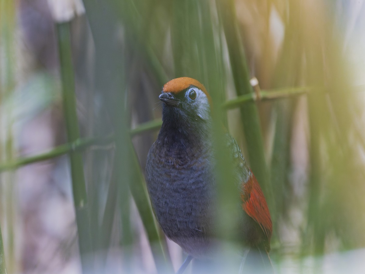 アカオガビチョウ - ML647288997