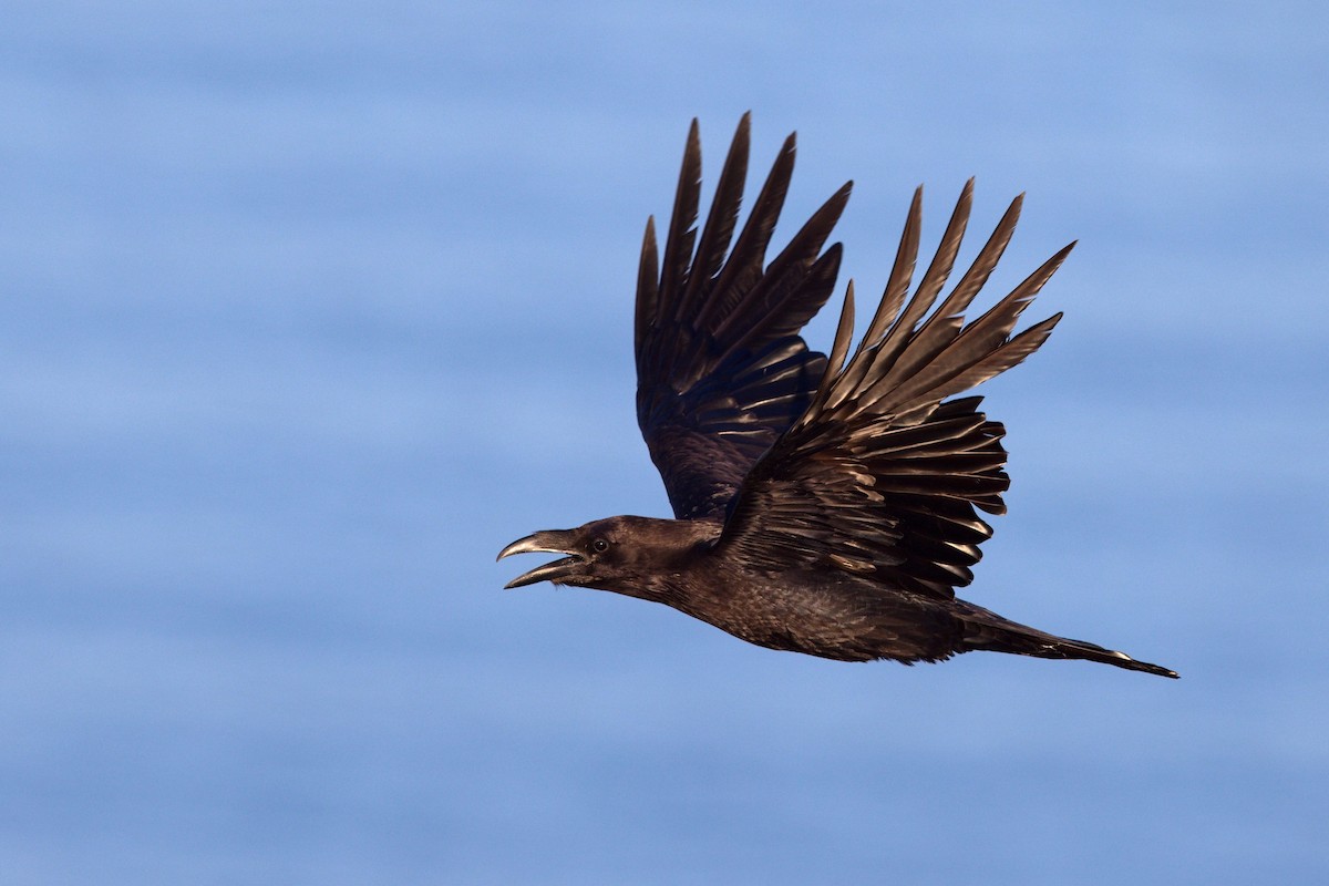 krkavec velký - ML647288998