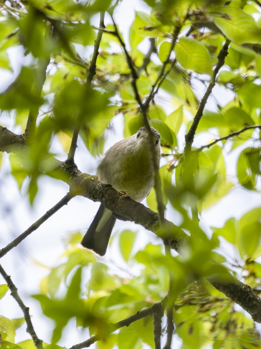 ルリハコバシチメドリ - ML647289017