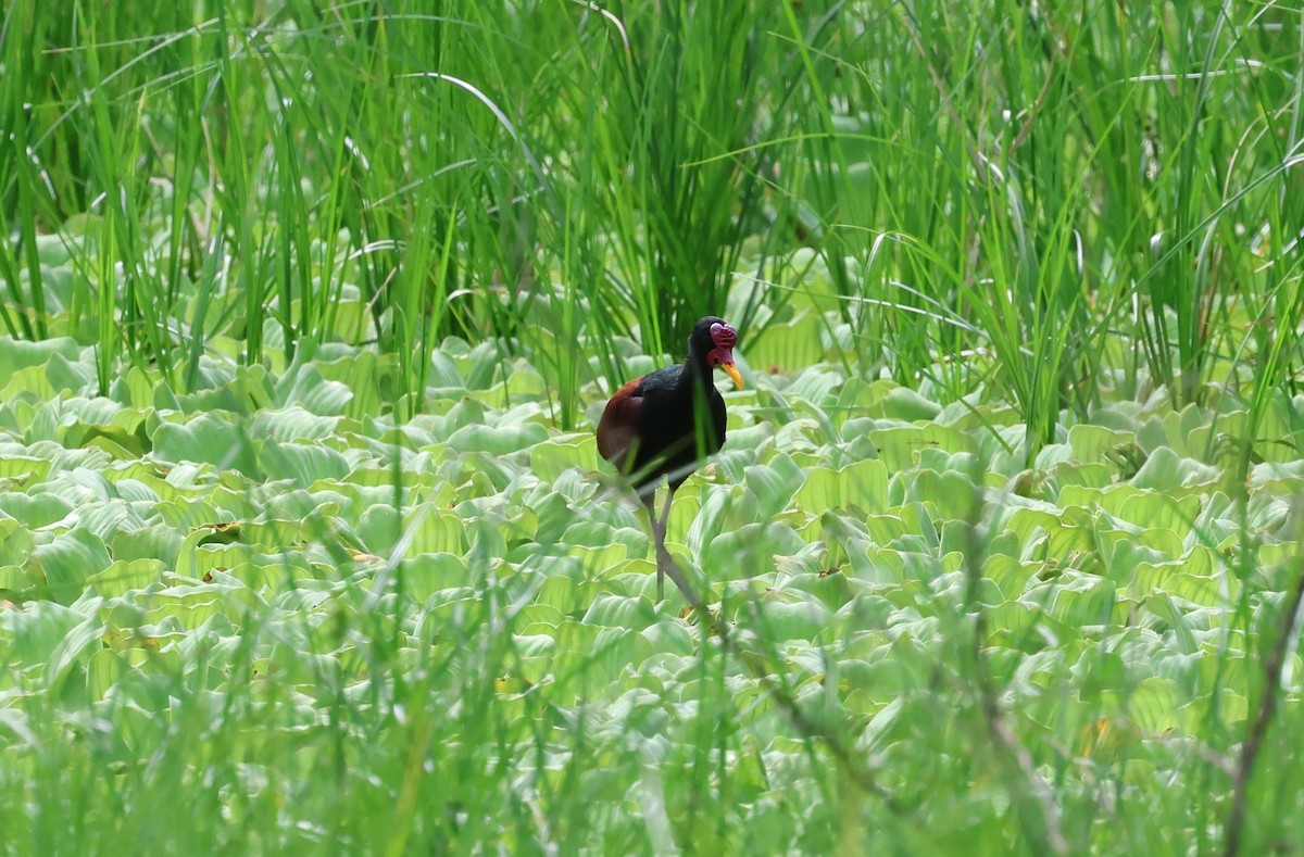 Wattled Jacana - ML647289020