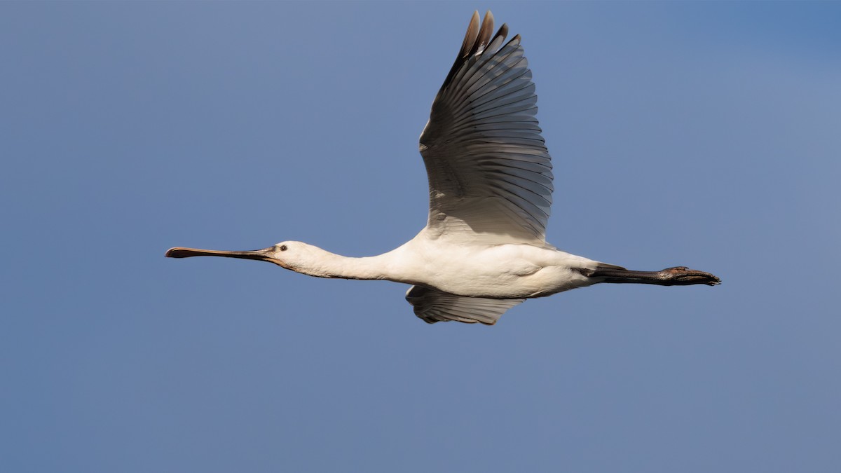 Eurasian Spoonbill - ML647289026