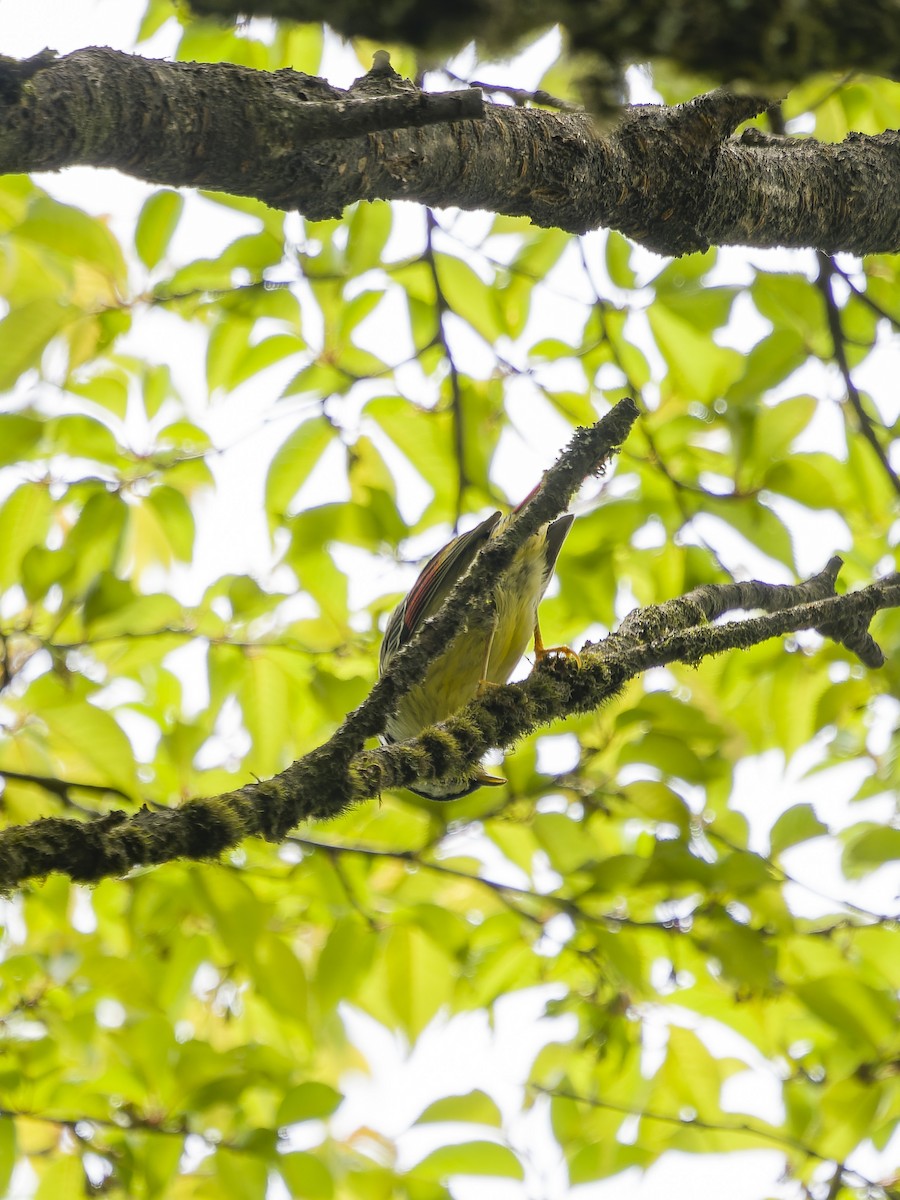 アカオコバシチメドリ - ML647289028