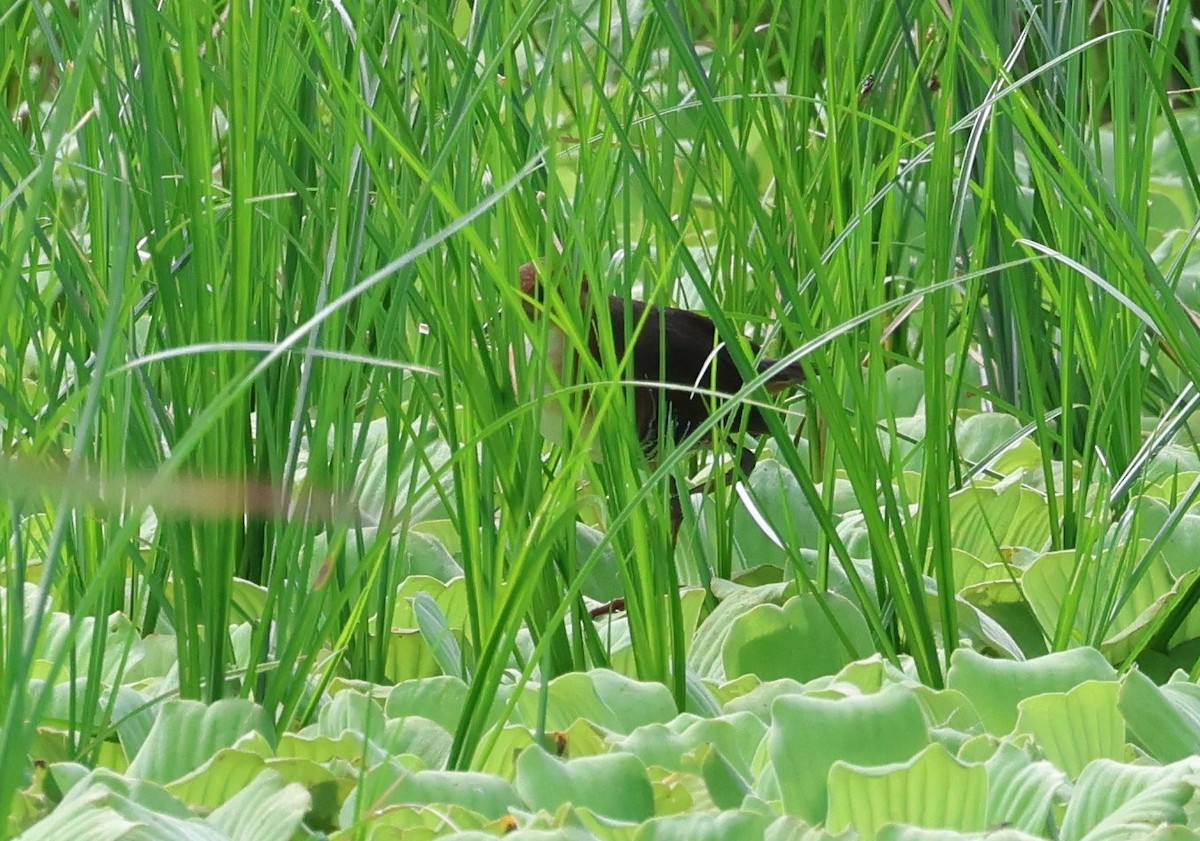 Rufous-sided Crake - ML647289041