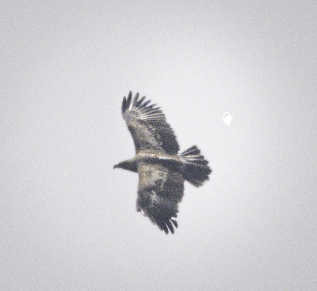 Tawny Eagle - ML647289050