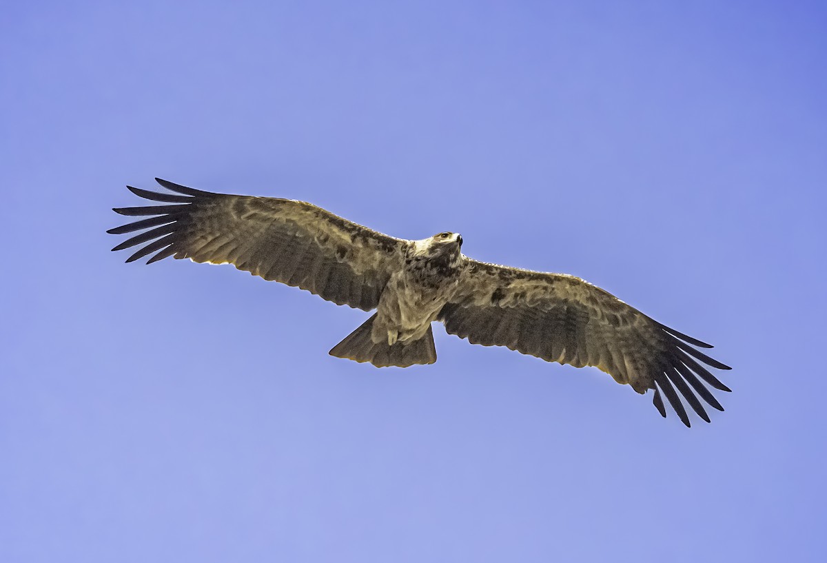 Tawny Eagle - ML647289053