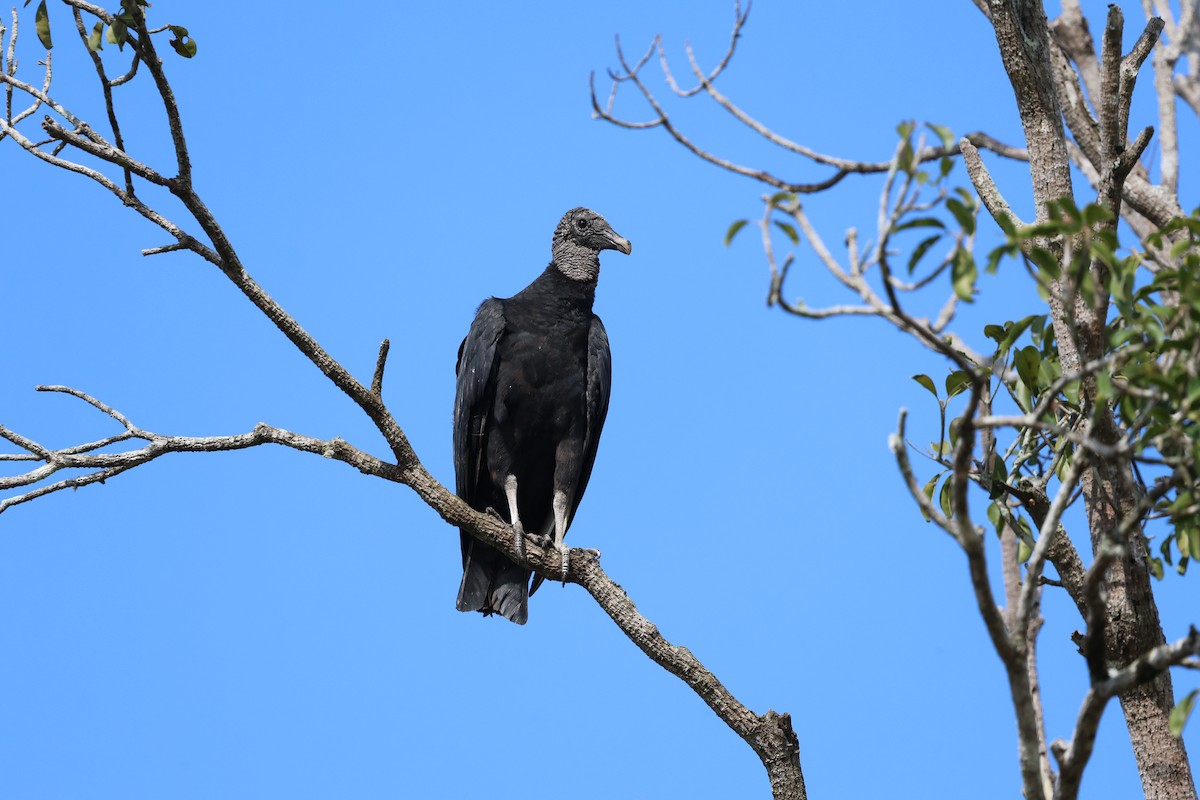 Black Vulture - ML647289061