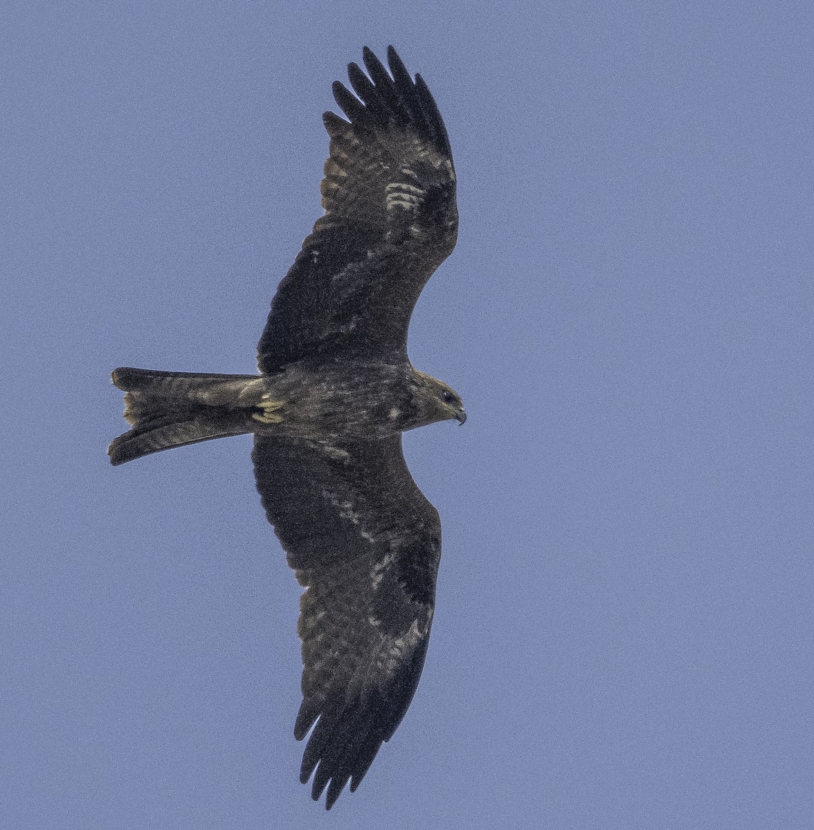דיה שחורה - ML647289074