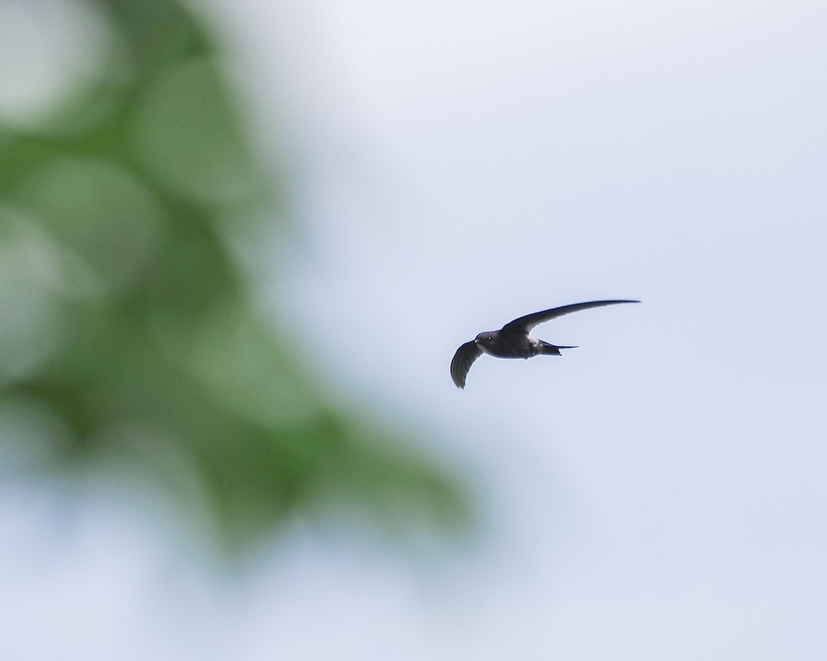 アマツバメ - ML647289076