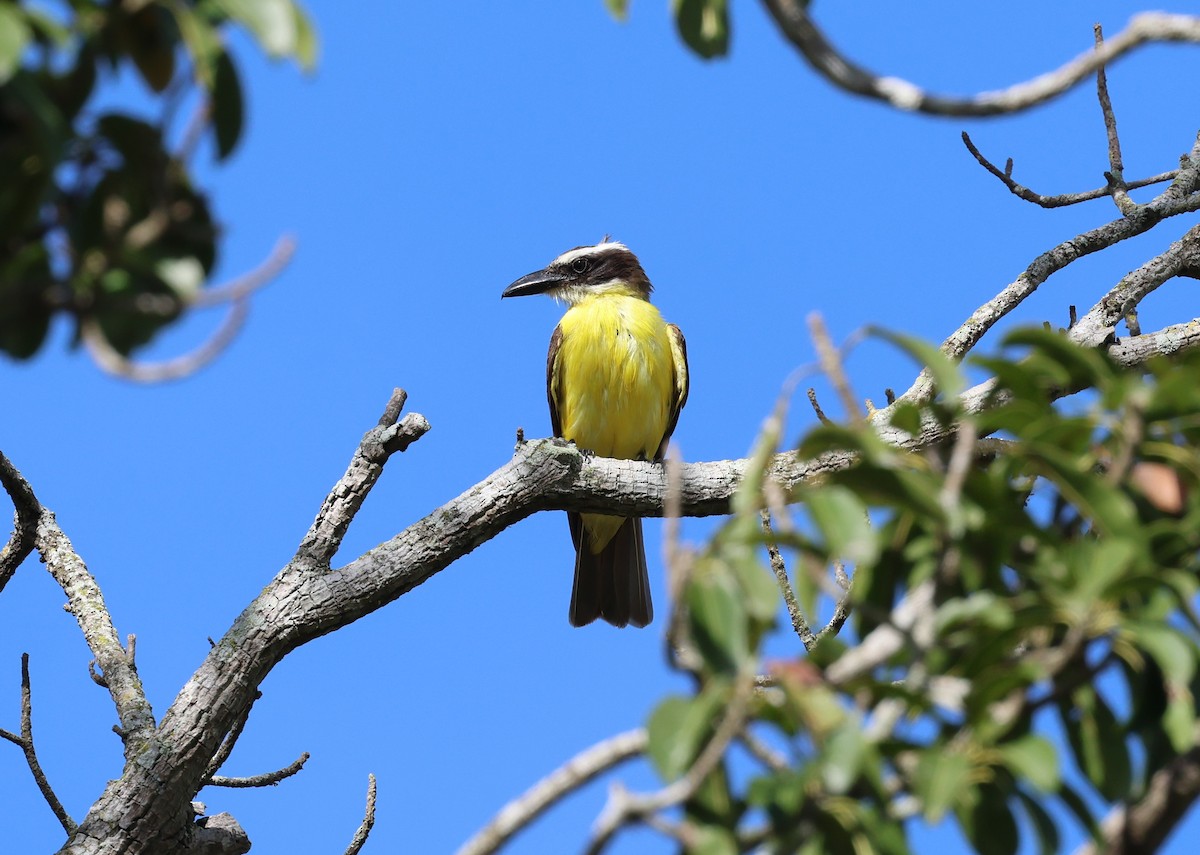 Пітанга-великодзьоб - ML647289092