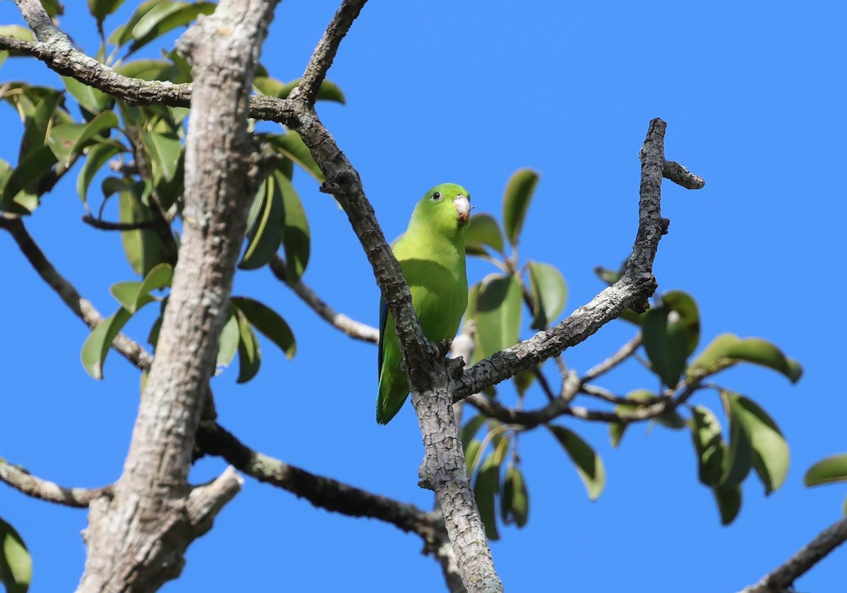 Riparian Parrotlet - ML647289102