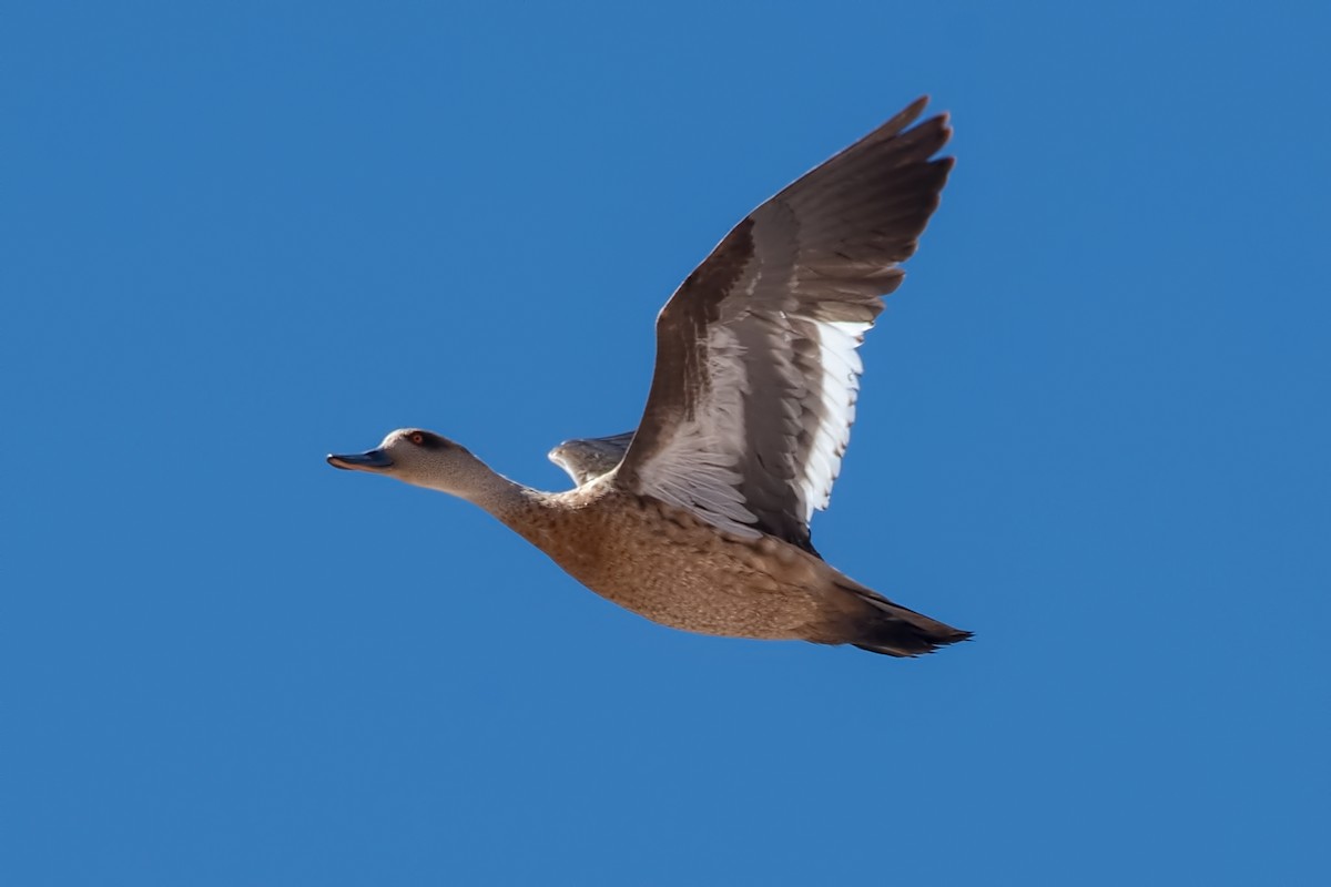 Schopfente - ML647289114