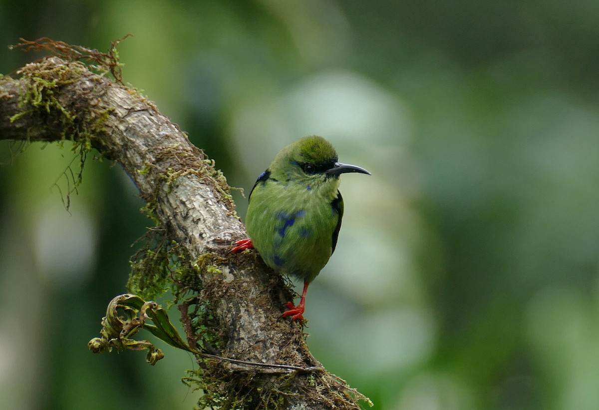 Red-legged Honeycreeper - ML647289115