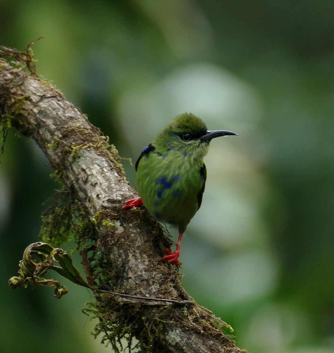 Red-legged Honeycreeper - ML647289116