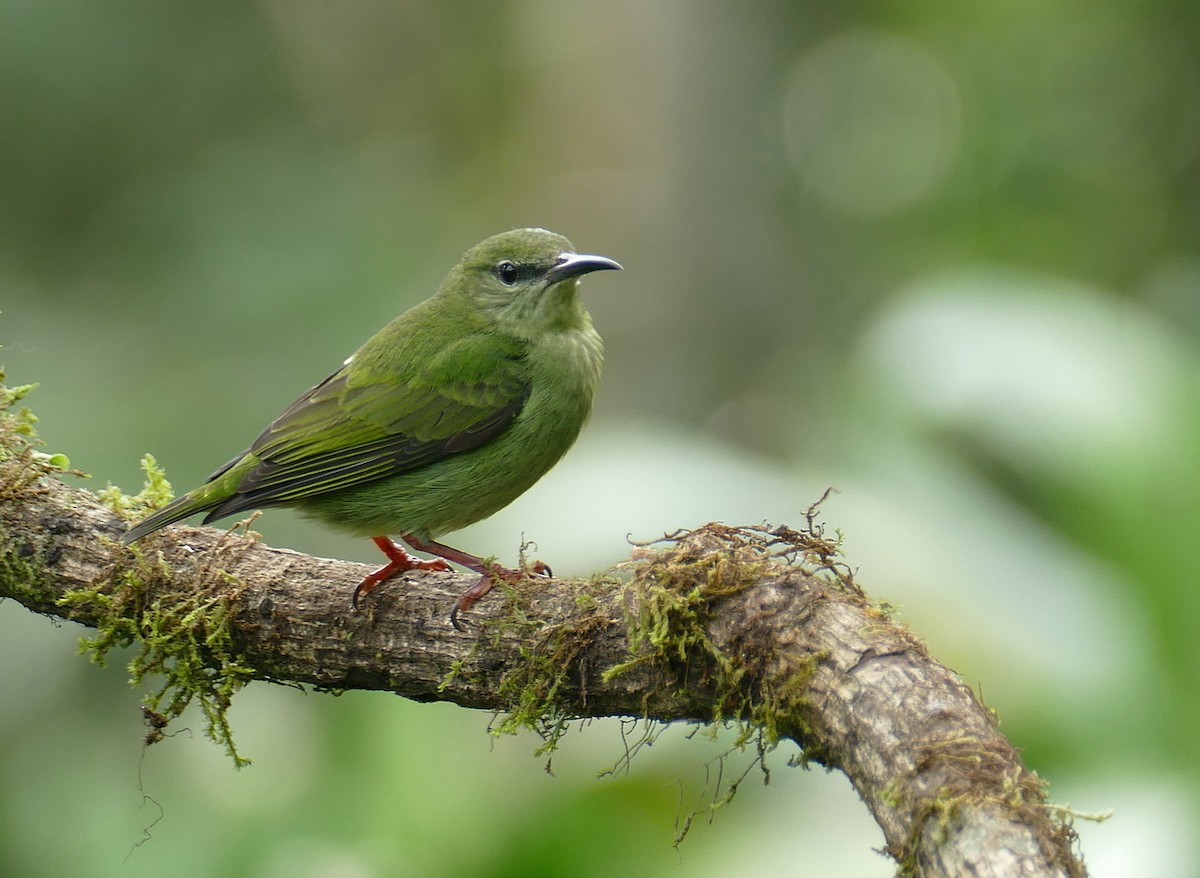 Red-legged Honeycreeper - ML647289117