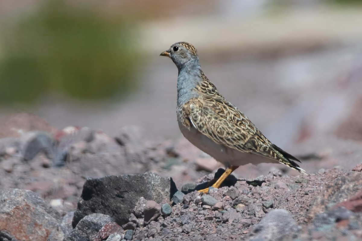 Graubrust-Höhenläufer - ML647289128