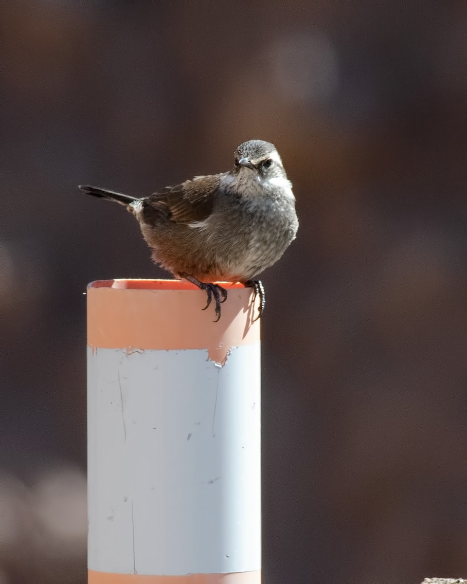 Grauflanken-Uferwipper - ML647289140