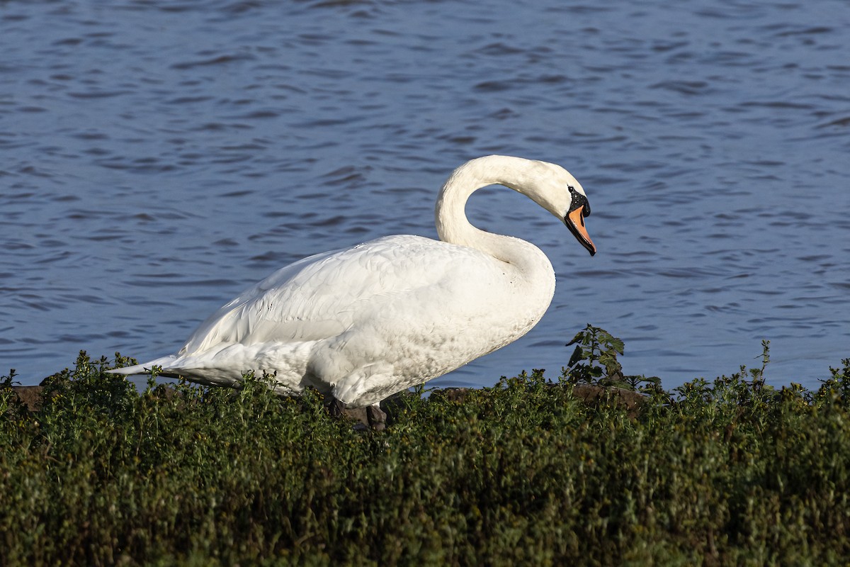 Лебідь-шипун - ML647289152