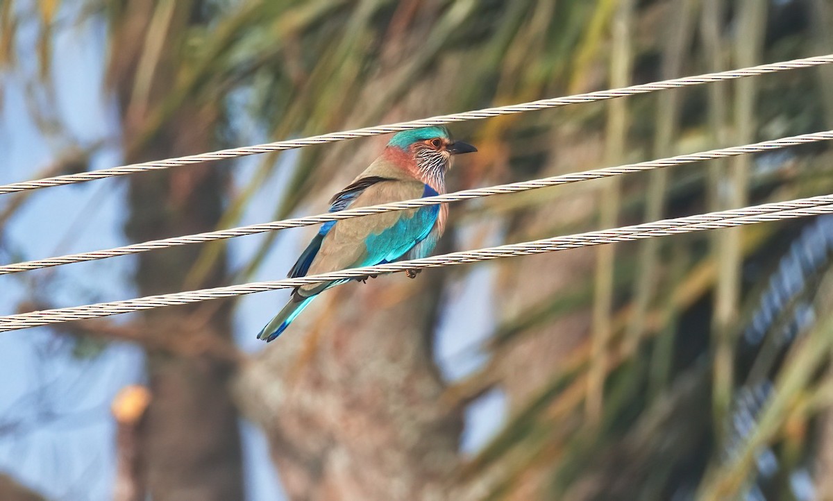 Indian Roller - ML647289155