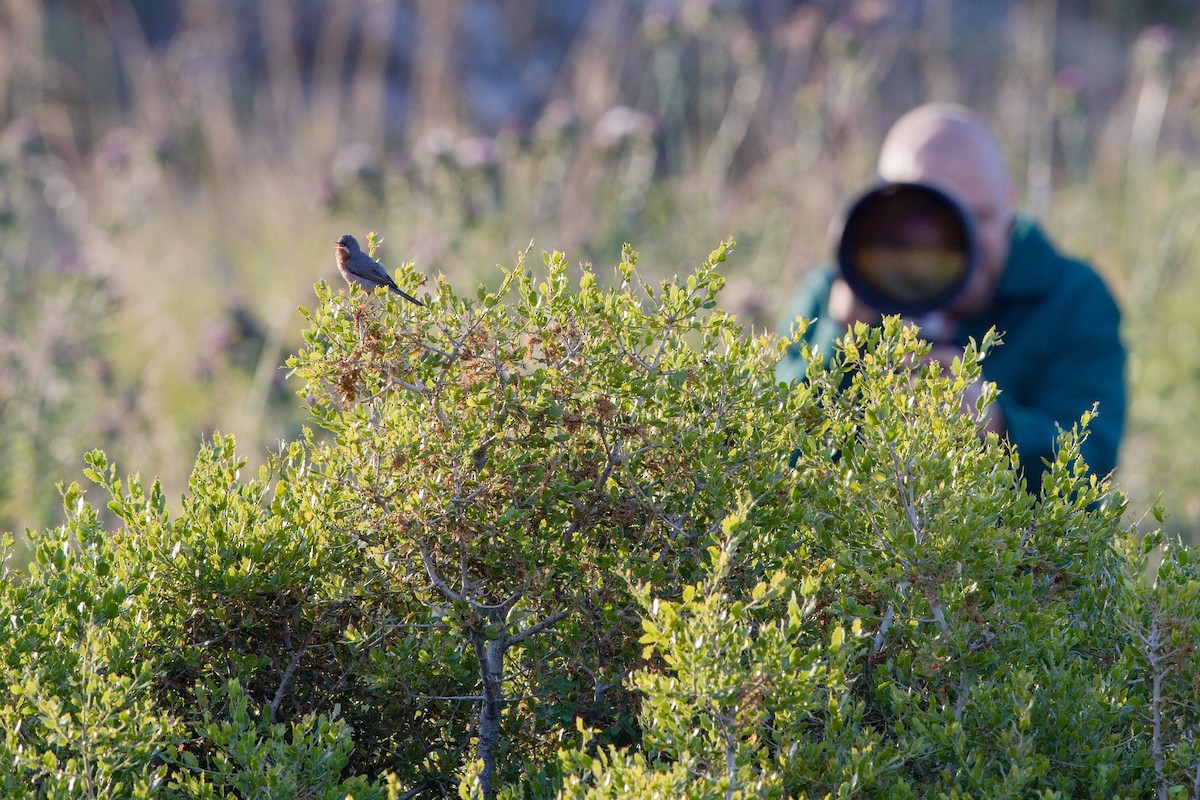 pěnice vousatá - ML647289168