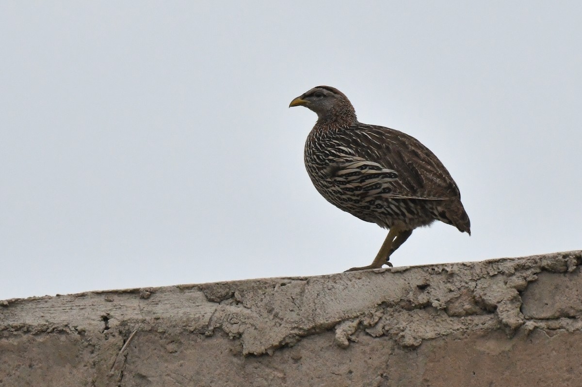 Double-spurred Spurfowl - ML647289211