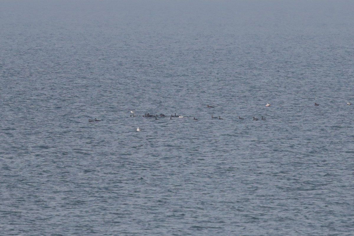 Common Scoter - ML647289229