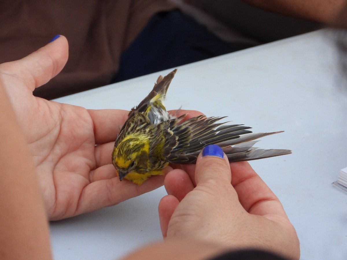 Txirriskila arrunta - ML647289230