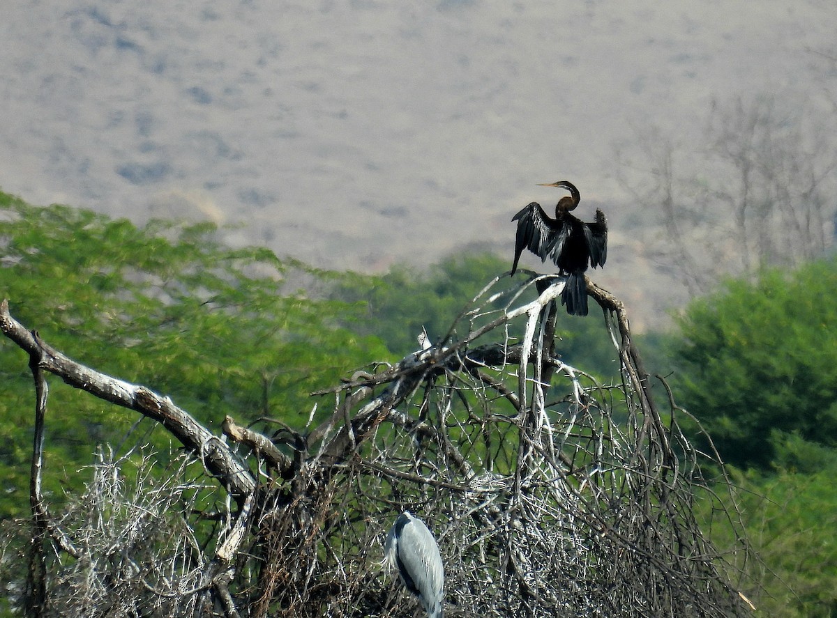 Oriental Darter - ML647289232