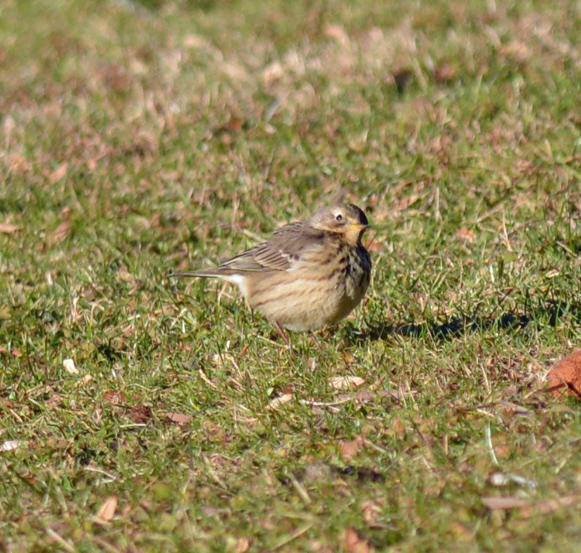 American Pipit - ML647289233