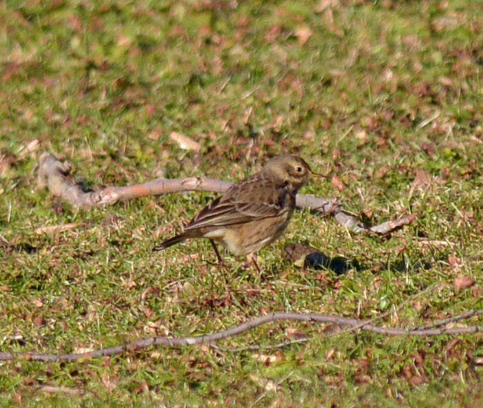 American Pipit - ML647289235
