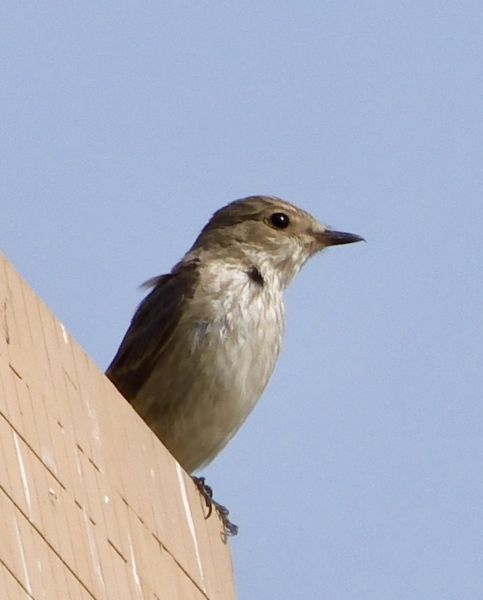 gråfluesnapper - ML647289244