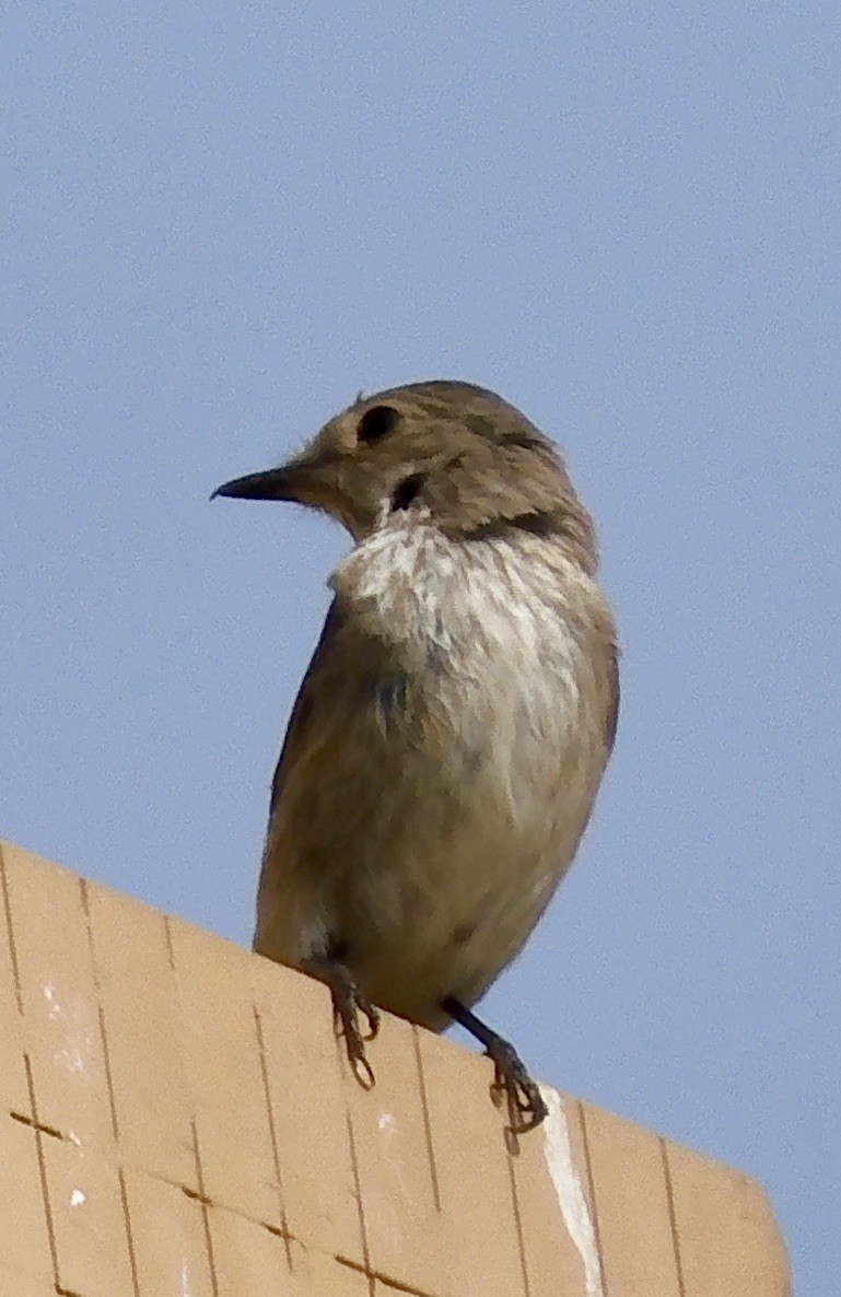 gråfluesnapper - ML647289246