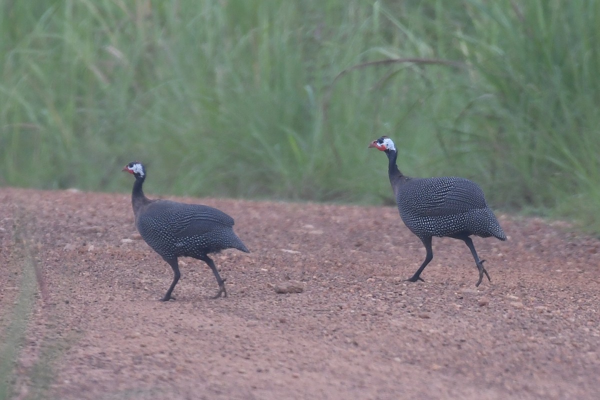 Helmeted Guineafowl - ML647289251