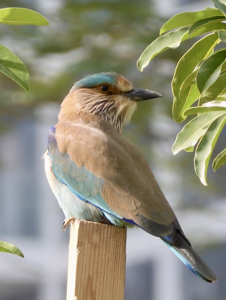 Indian Roller - ML647289296