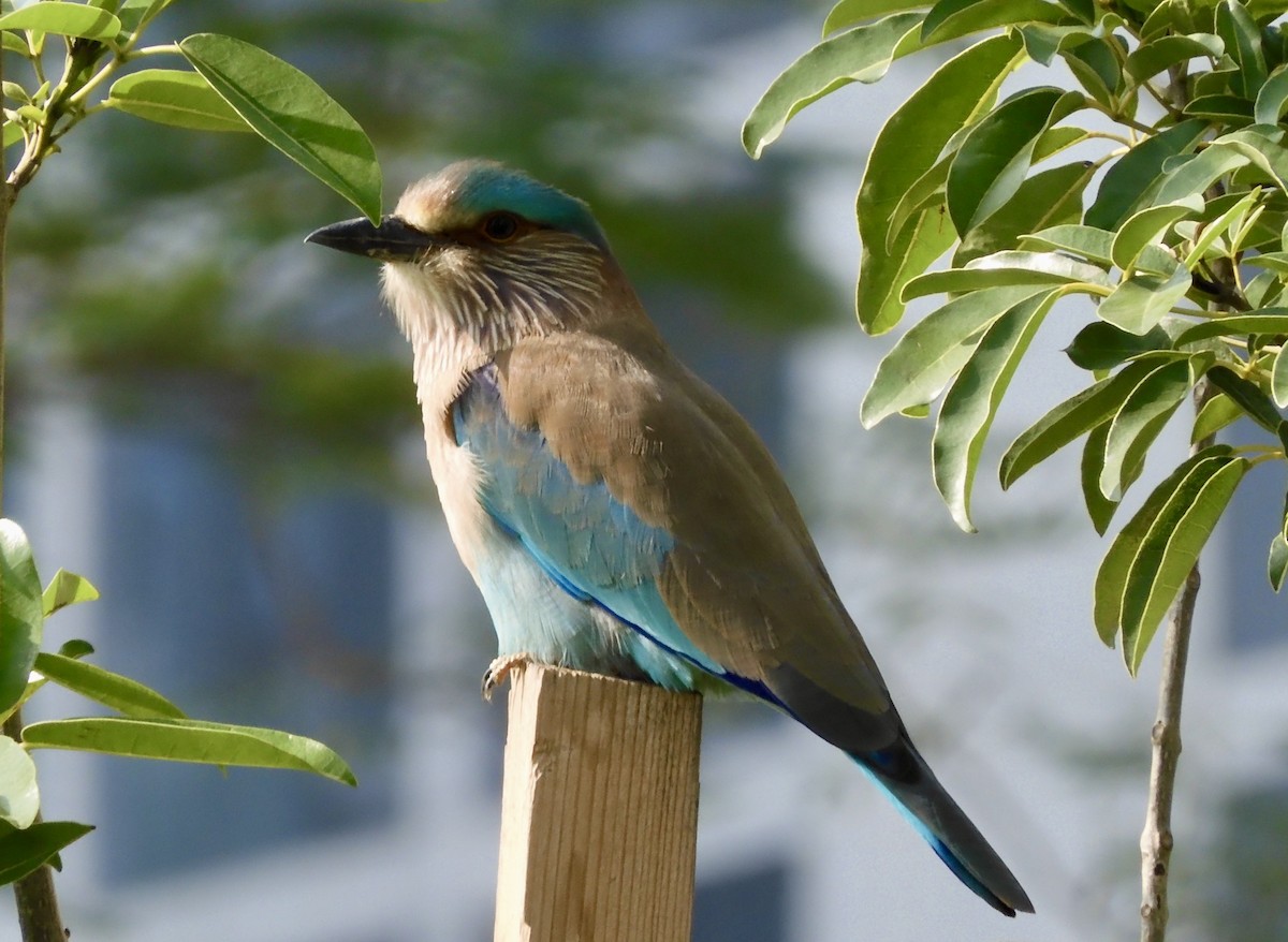 Indian Roller - ML647289304