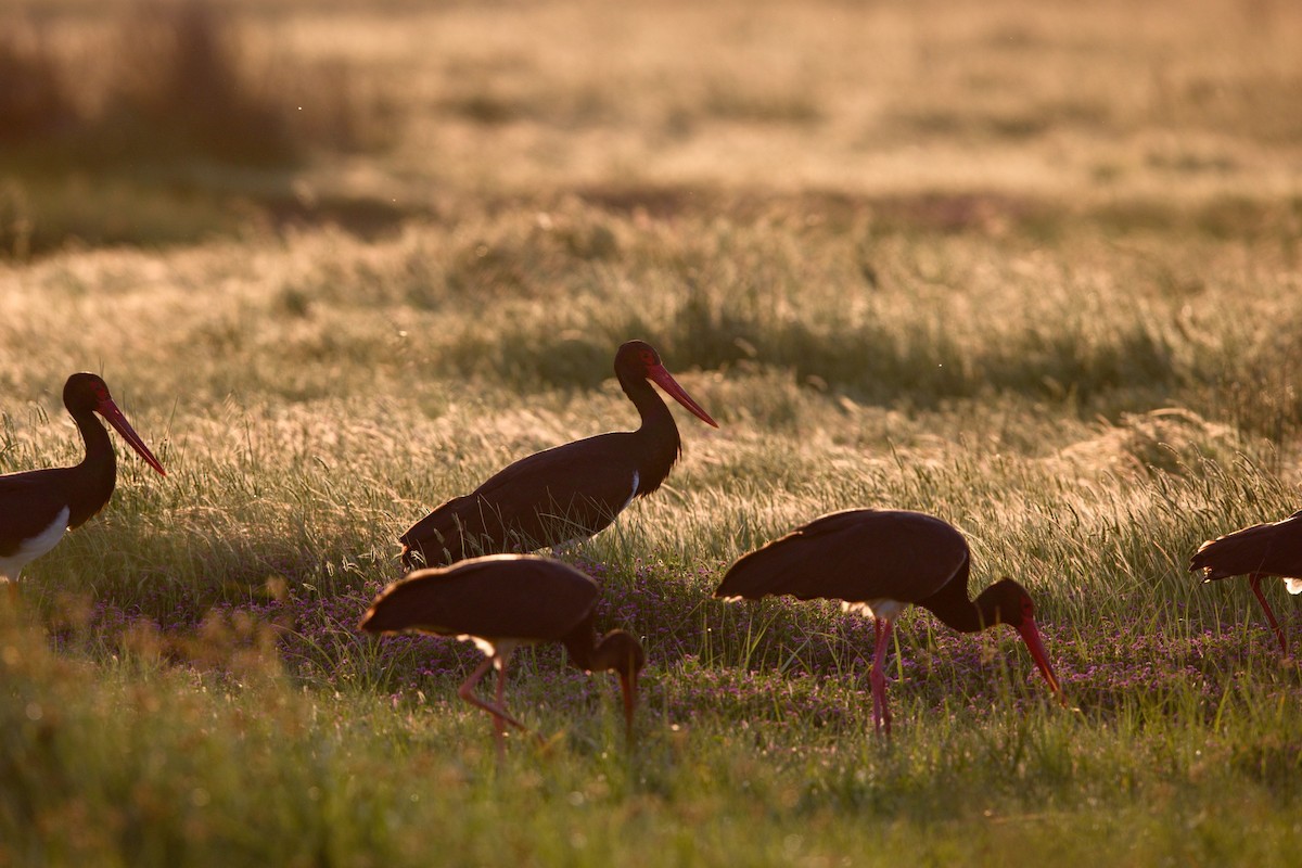 čáp černý - ML647289309