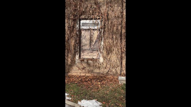 Дрозд-отшельник - ML647289372