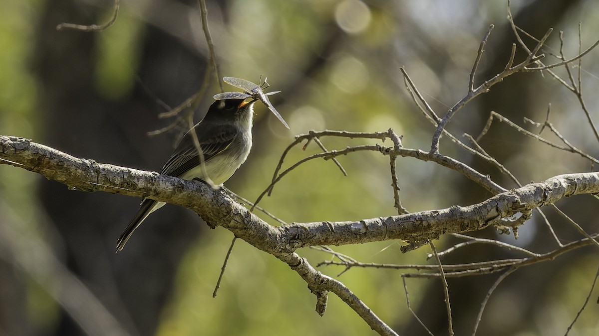 Eastern Phoebe - ML647289385