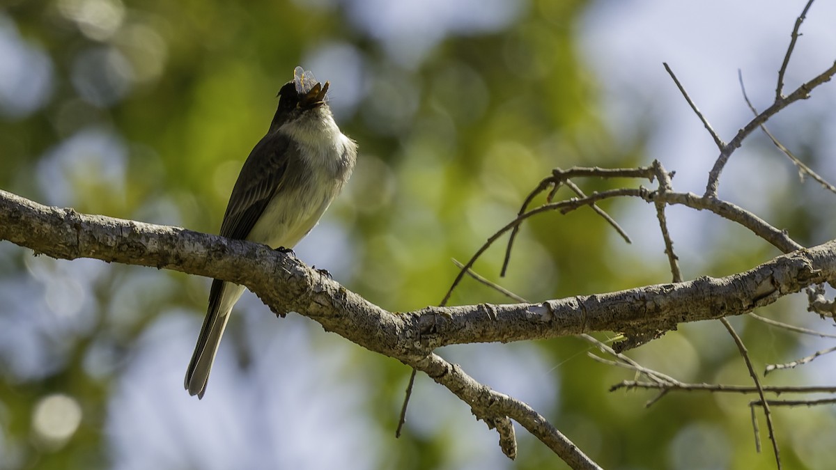 Eastern Phoebe - ML647289386